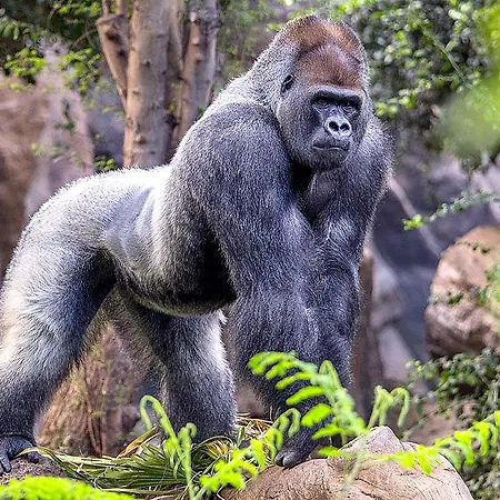 Hotel Adonis Plaza Santa Cruz de Tenerife