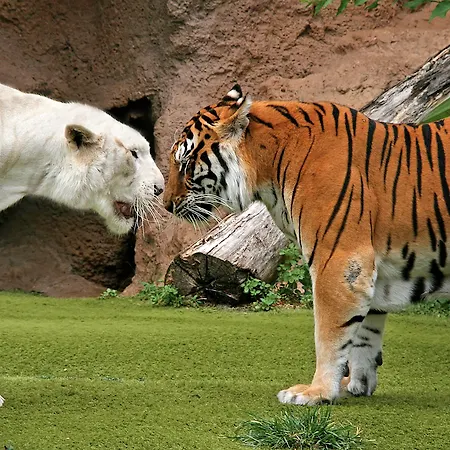 Adonis Plaza Отель