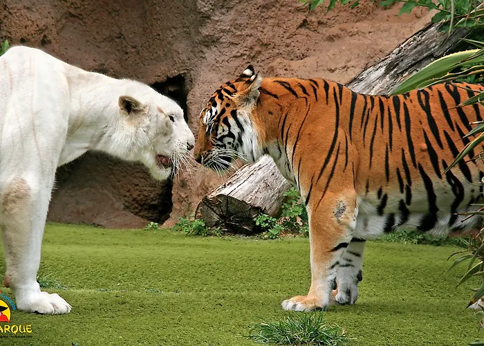 Adonis Plaza Отель