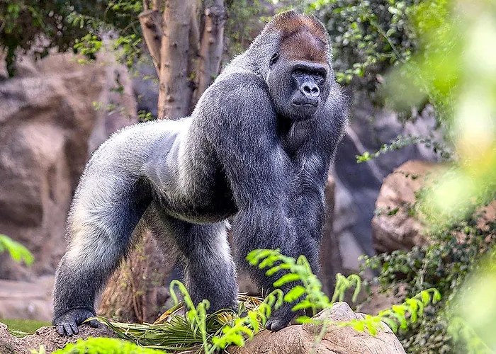 Szálloda Adonis Plaza Santa Cruz de Tenerife